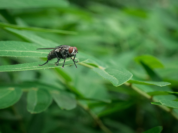 Azamethiphos get rid of biting flies completely